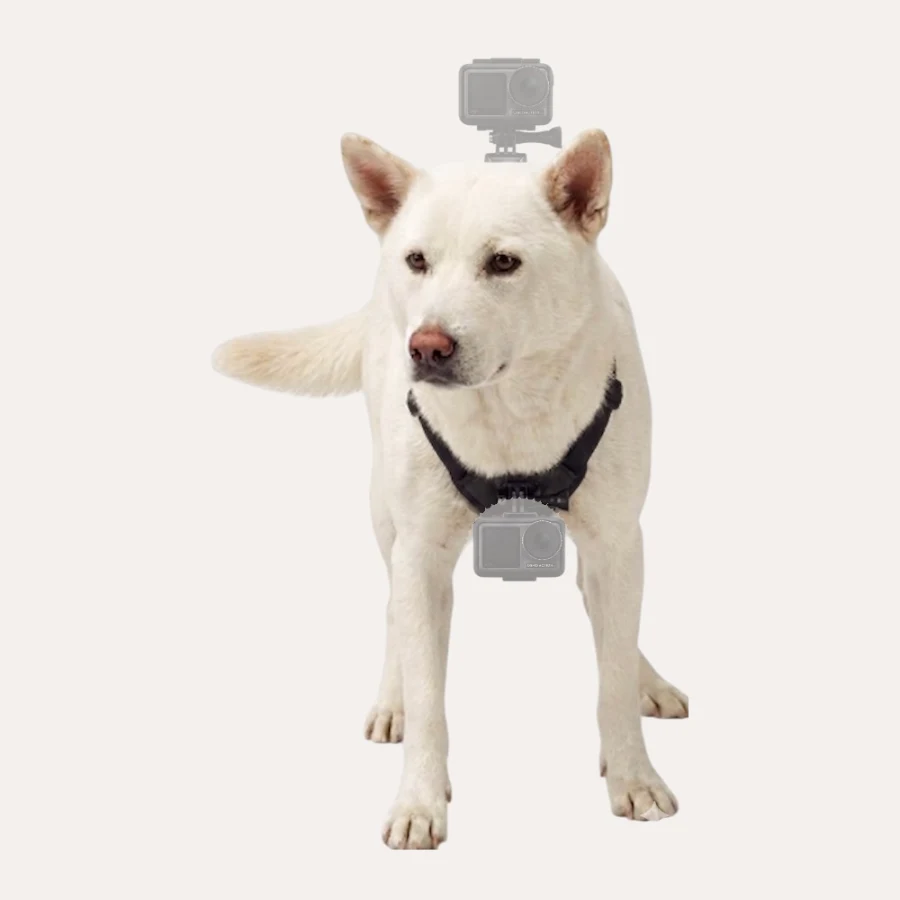 Dog Harness 이미지 3