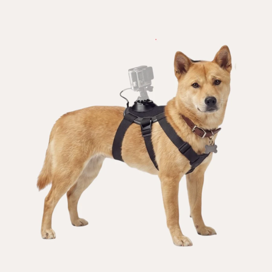 Dog Harness